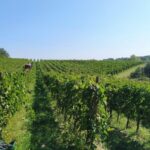 Cantina Venerosi Pesciolini